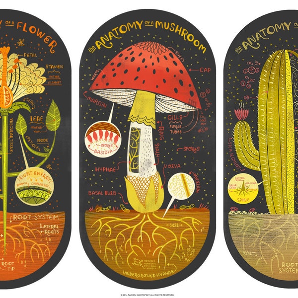 All three Plant Anatomy Art Prints DEAL