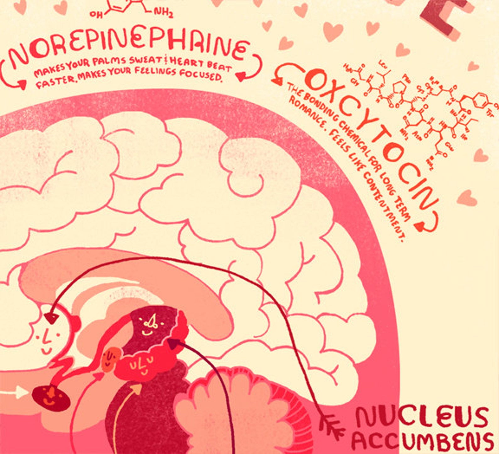 Your Brain in Love Anatomy Poster Etsy