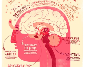 Your Brain in Love: Anatomy Poster