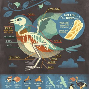 Impression d'art sur l'anatomie de l'oiseau : des os image 5