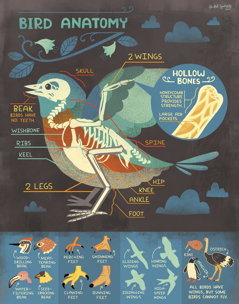 Impression d'art sur l'anatomie de l'oiseau : des os image 5