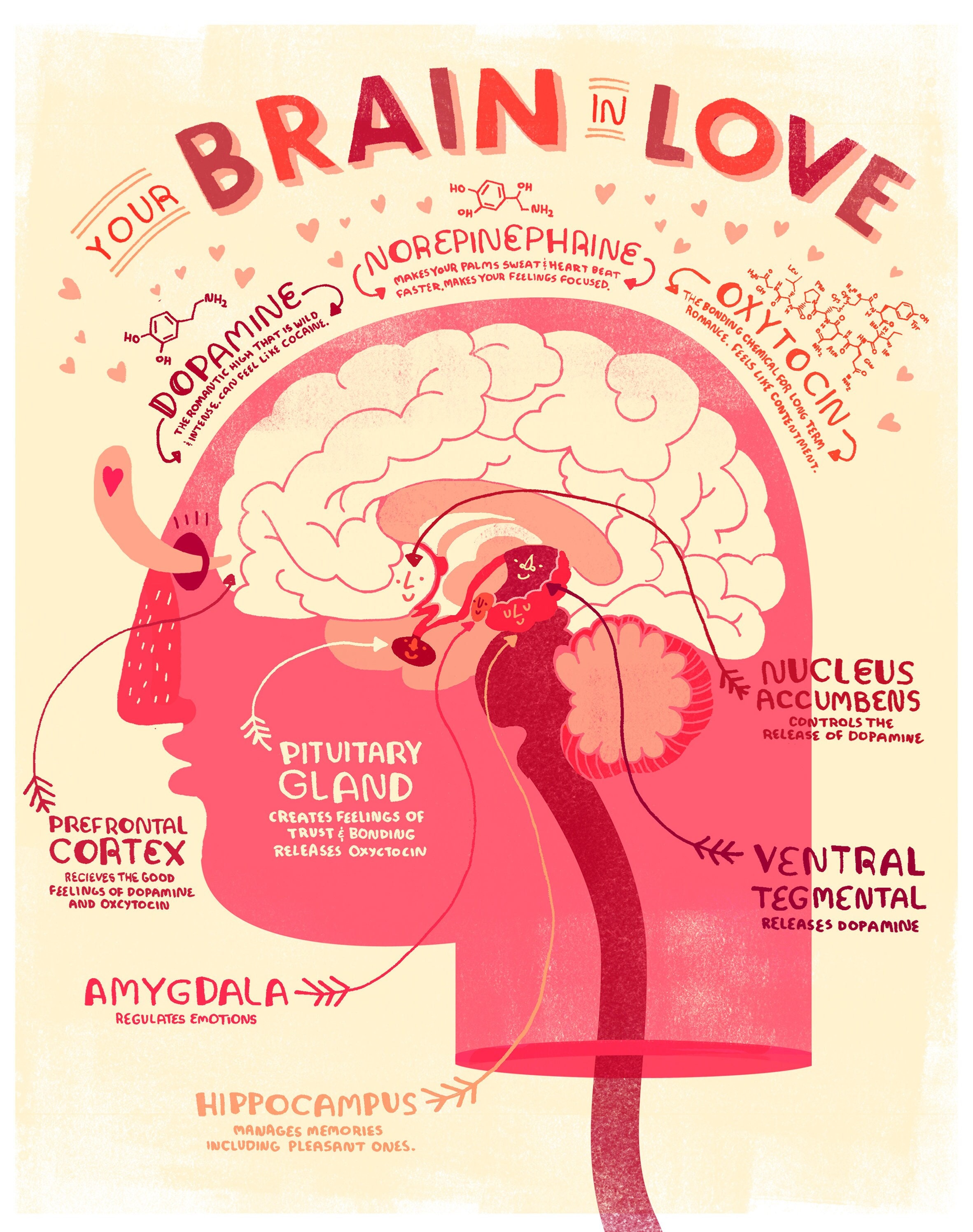 Vew Do Love Brain