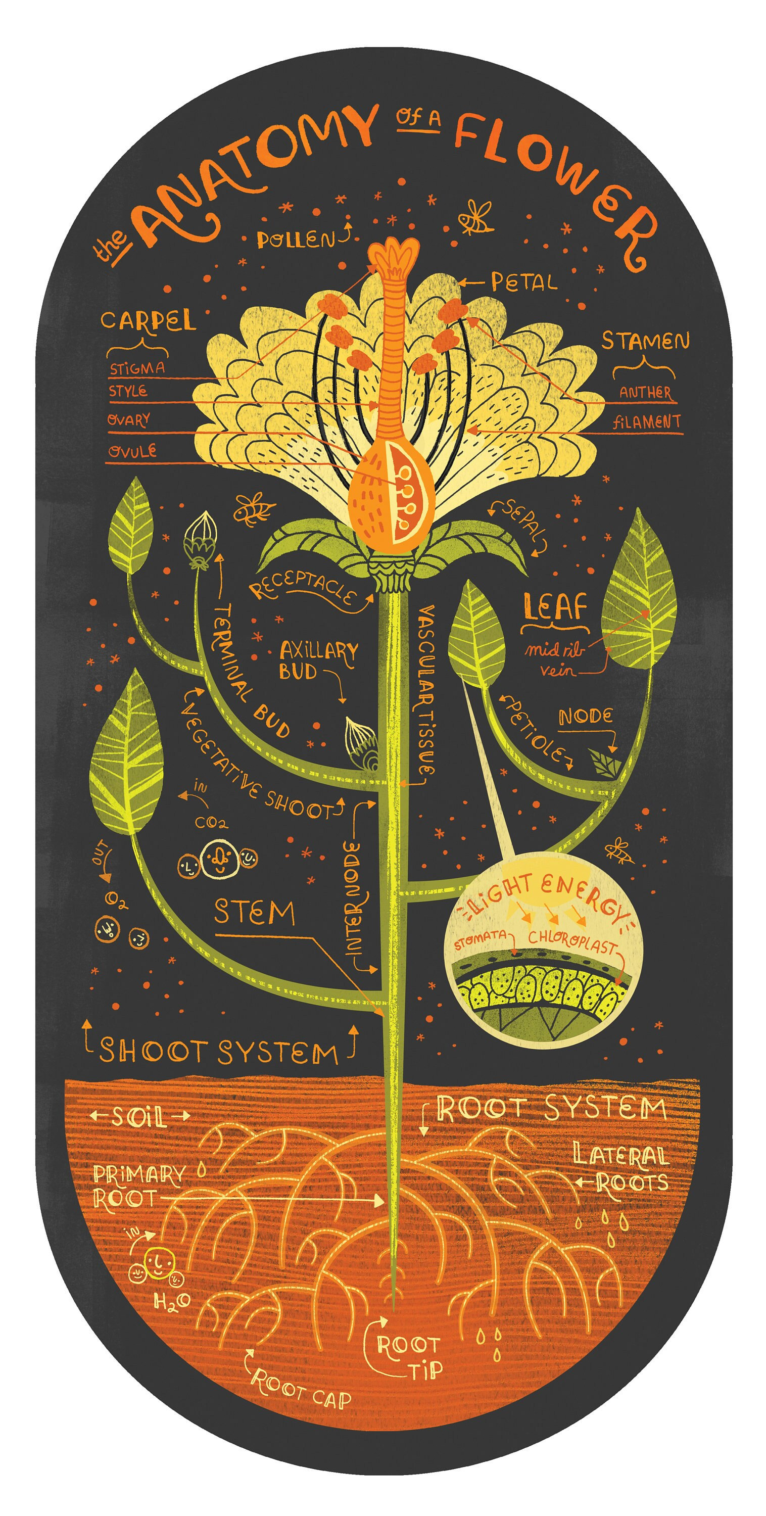 The Anatomy of a Flower art print