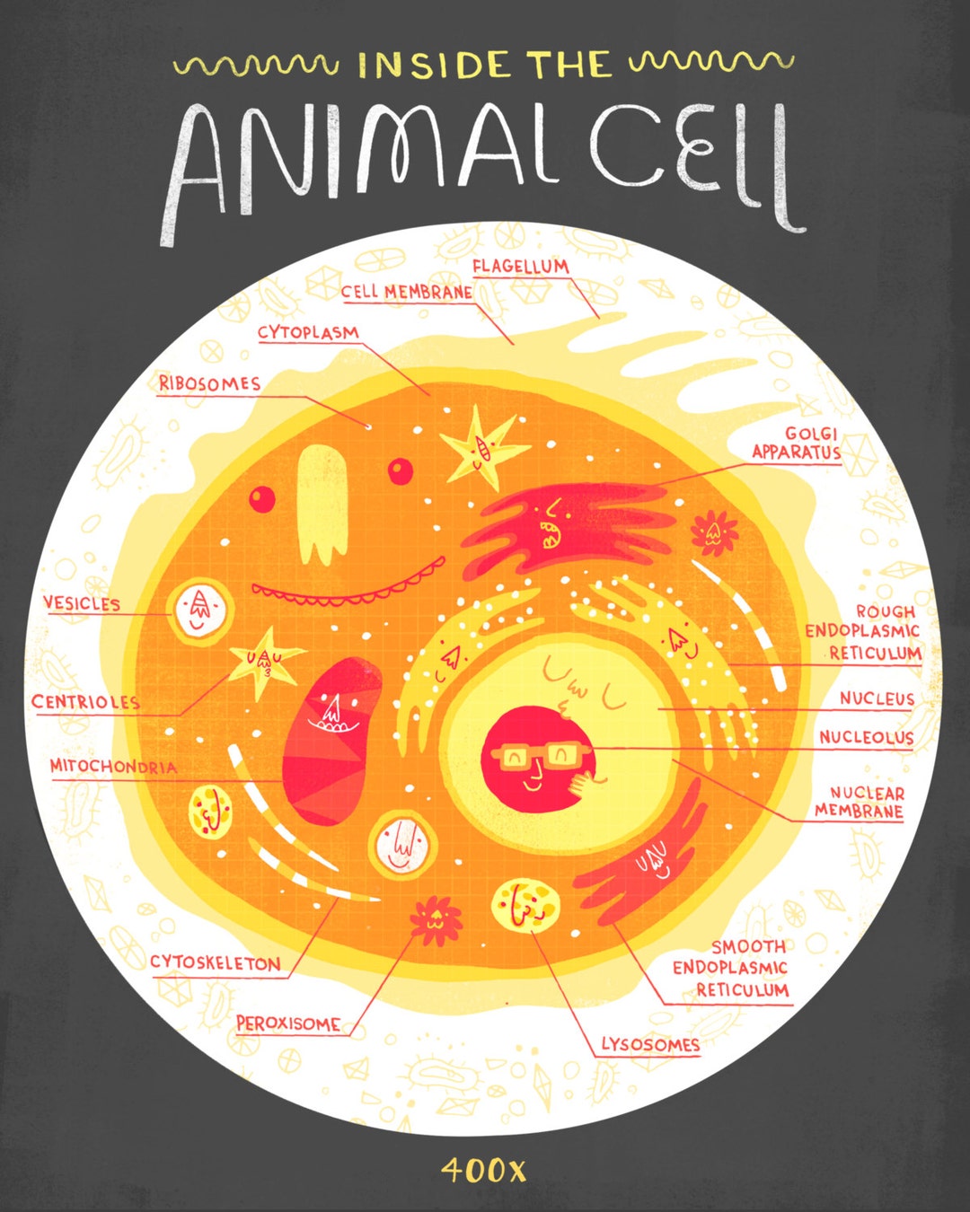 Inside the Animal Cell Anatomy Poster - Etsy Inside the Animal Cell Anatomy Poster - Etsy
