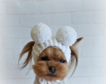 May include: A small brown and white dog wearing a white knitted hat with two large white pom-poms on top.