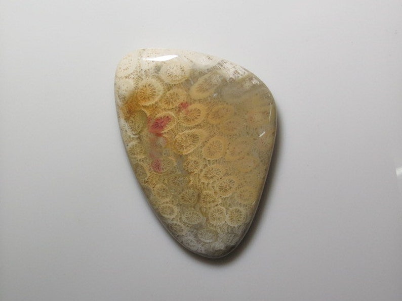 144 Fossil Coral Fancy Shape Cabochon size weight crt 43x62 mm