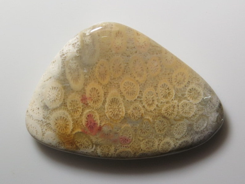 144 Fossil Coral Fancy Shape Cabochon size weight crt 43x62 mm