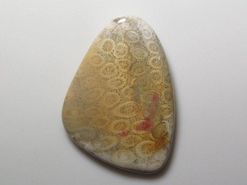 144 Fossil Coral Fancy Shape Cabochon size weight crt 43x62 mm