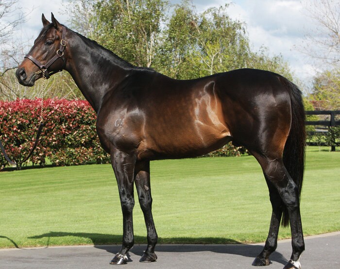 Seattle Slew Triple Crown Winner Race Horse Champion Pictured Etsy 日本