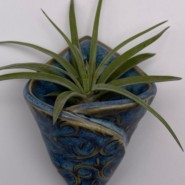 Air Plant Wall Etsy
