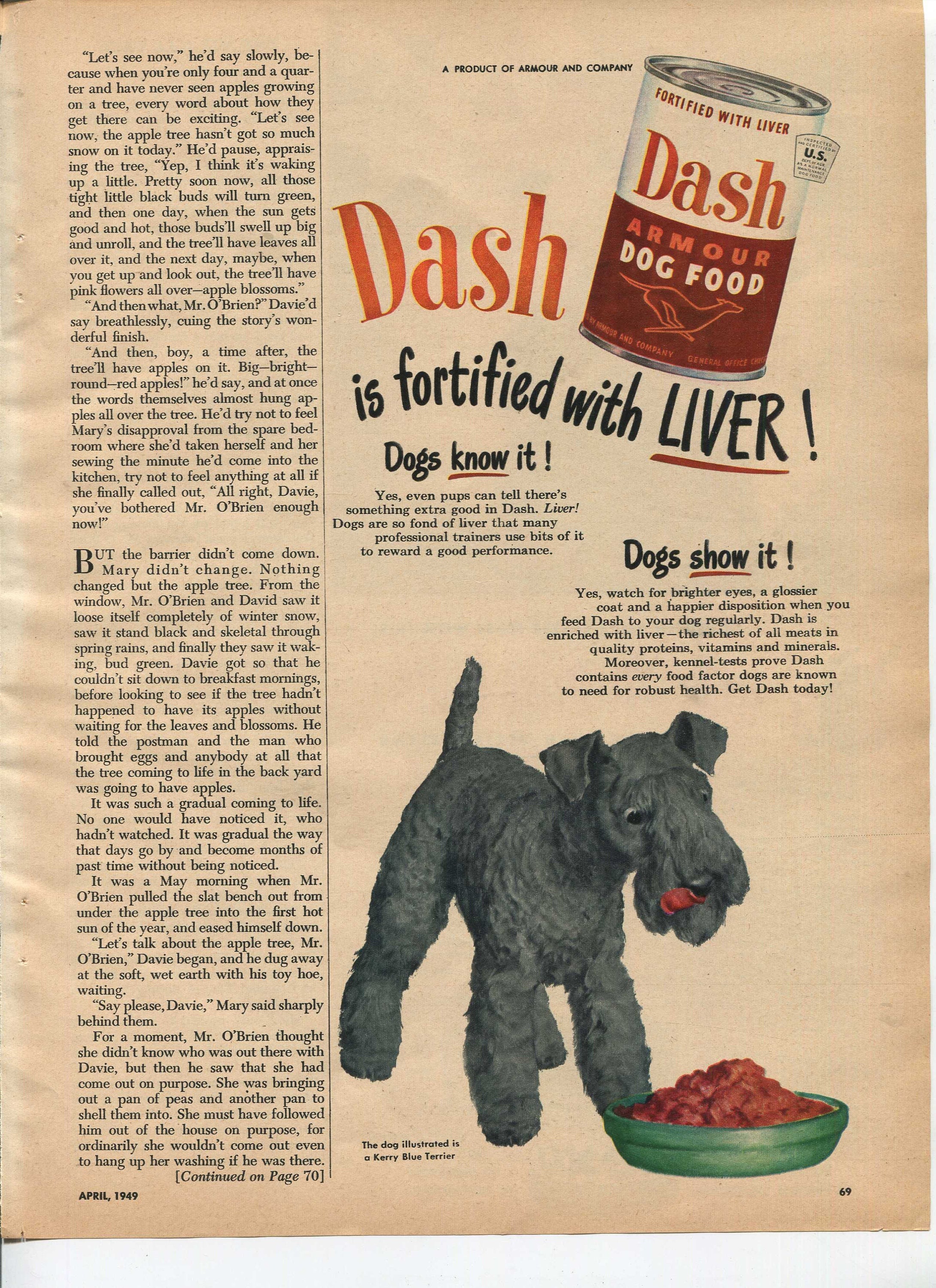 How Do Dogs Know What Is Food