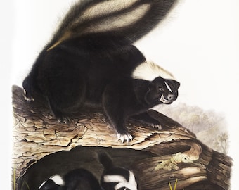 American Skunk Portrait – 8 in x 10 in Design – Paper 8.5 in x 11 in – Unmatted