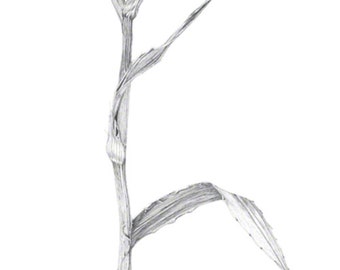 Rattlesnake Master, prairie plant drawn in winter, graphite drawing, black and white