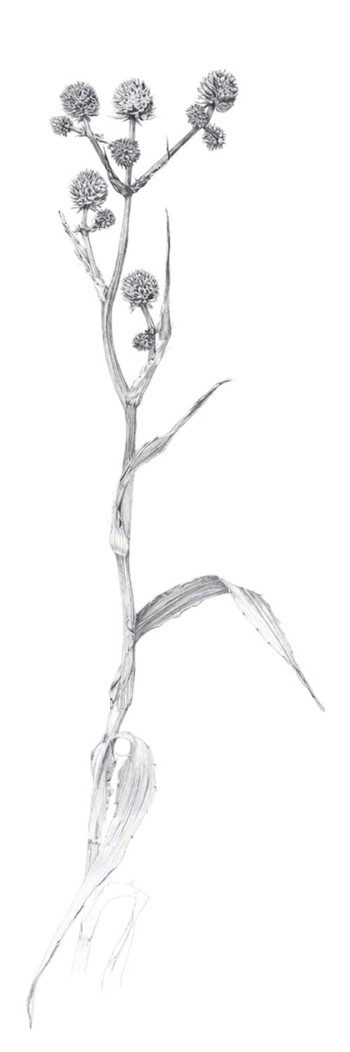 Rattlesnake Master, Prairie Plant Drawn in Winter, Graphite Drawing