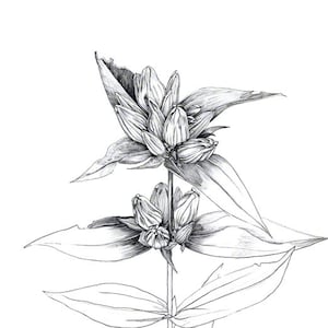 Gentiane, plante de prairie dessinée à la fin de l'été, dessin graphite, noir et blanc