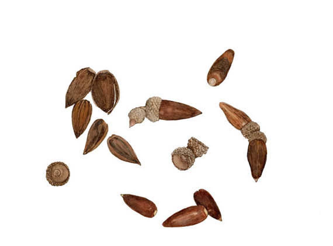 Artisan Black Walnut Drawing Ink, Small 1.5 Oz or Large, 4 Oz. Luminous