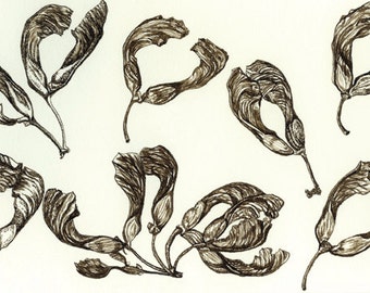 Maple pods, black walnut ink drawing, print on watercolor paper