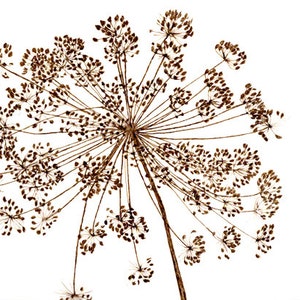 Dill seed, artisan black walnut ink drawing, print professionally scanned and printed with archival ink
