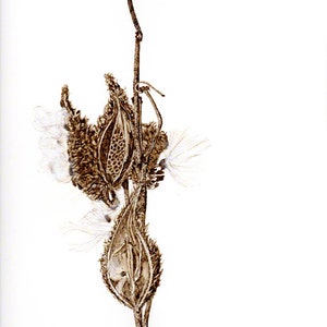 Milkweed pod, artisan black walnut ink drawing, print scanned and printed professionally with archival ink