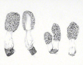 Morel mushroom, graphite drawing, botanical study, digital download for personal use or work correspondence