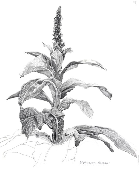 Mullein Pencil Drawing,  Digital image,  for homemade art, craft or writing including Internet publication