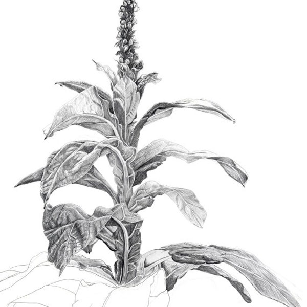 Mullein Pencil Drawing,  Digital image,  for homemade art, craft or writing including Internet publication