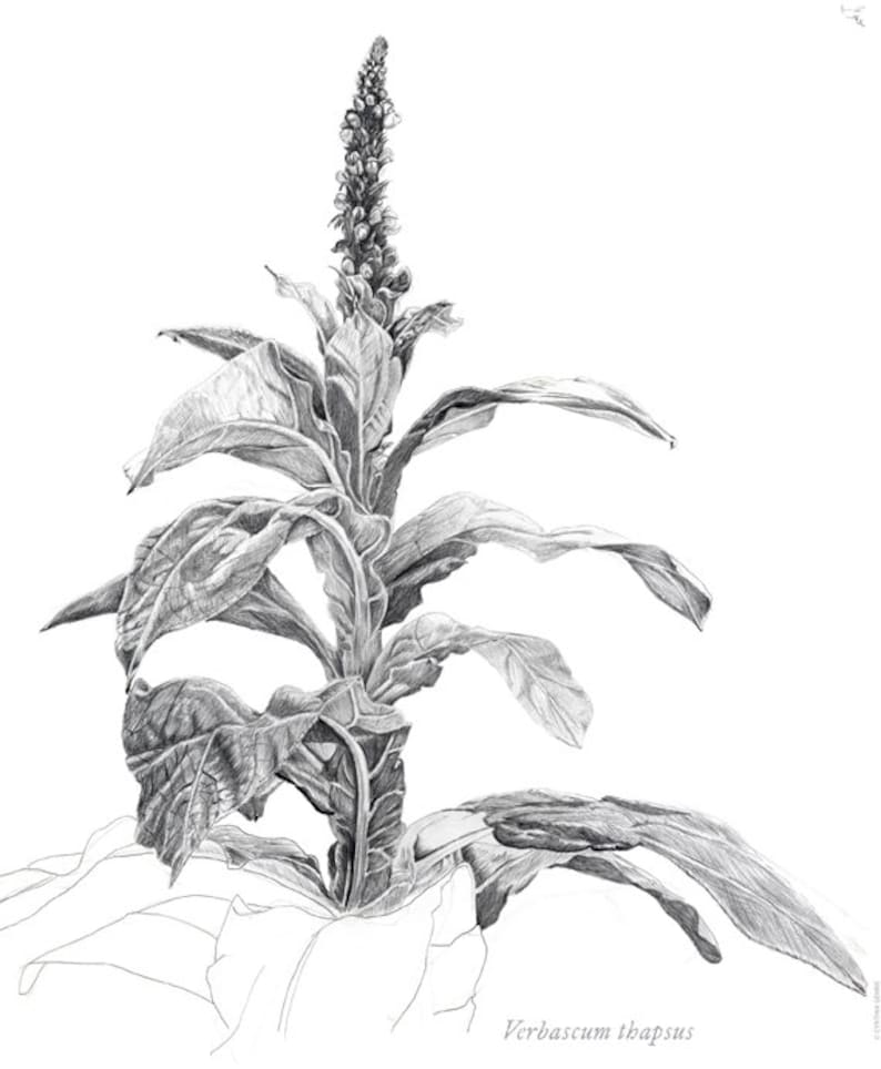 May include: A black and white pencil drawing of a Verbascum thapsus plant, also known as mullein, with a tall flower stalk and large, textured leaves.