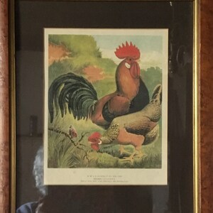 Vintage, enmarcado, lámina artística, Lewis Wright, libro ilustrado de aves de corral, cromolitografía, Brown Leghorns
