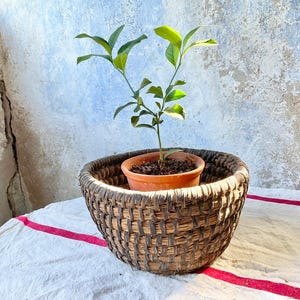 Op de afbeelding: Een kleine groene citrusplant met puntige bladeren in een terracotta pot, die in een ronde, donkerbruine gevlochten mand staat met een gestructureerd kruispatroon gemaakt van natuurlijke vezels en donker, verweerd uitziend materiaal.