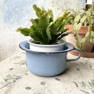 Peut inclure: Un pot de chambre en émail bleu clair avec un intérieur blanc, contenant une plante verte. Le pot a une poignée et un bord noir. Une autre plante en pot est visible en arrière-plan.