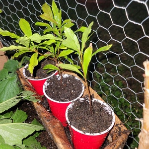 Miracle Berry Plant