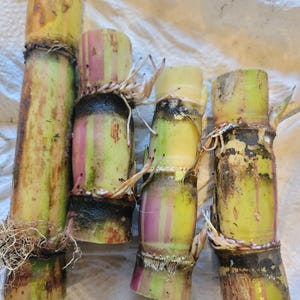 May include: Close-up of several pieces of sugarcane. The stalks are yellow-green with pink and purple stripes. Some pieces have developed roots. The image shows the natural colors and textures of the sugarcane.