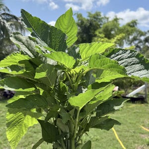 Jamaican Callaloo (AMARANTH) Seeds