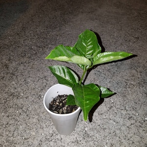 Passion Fruit Tree