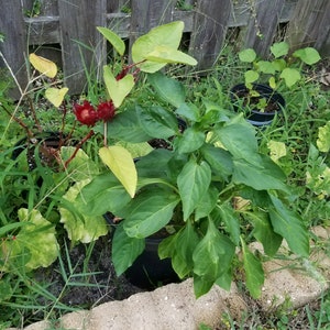 Jamaican Sorrel - 20 Seeds