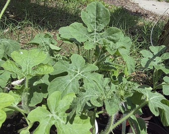 Watermelon Plants