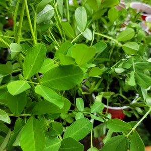 4 Peanut Plants Starter (Virginia Peanut)