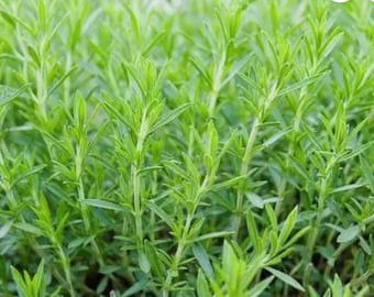 French Tarragon plant Very Aromatic Plant 9cm Pots