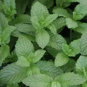 May include: Close-up of fresh green mint leaves. The leaves have a textured surface with visible veins and a vibrant green colour. The image showcases the natural details of the plant, with multiple leaves overlapping each other. The overall theme is fresh herbs.