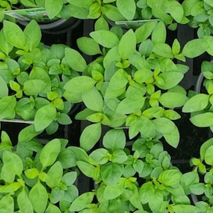 May include: A close-up of several small green plants with oval leaves. The plants are in small black pots, and the leaves are a bright green colour. The image is well-lit, and the plants appear healthy and vibrant.