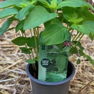 May include: A basil plant in a grey pot, with lush green leaves. A label featuring the Union Jack flag and the words "GROW YOUR OWN" is visible. The pot rests on a bed of straw.