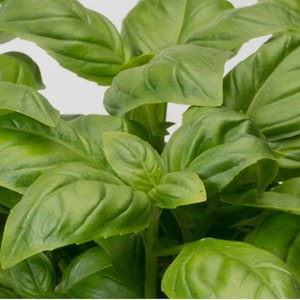 May include: Close-up of fresh green basil leaves. The leaves are large, with a smooth texture and prominent veins. The plant is vibrant and healthy, with multiple leaves visible. The background is a soft white.