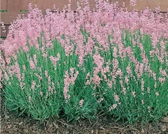 Lavender Rosea pink - Aromatic Flowering plant 9cm Pots