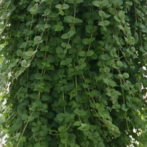 May include: A dense, cascading plant with small, round, green leaves. The plant's stems are thin and delicate, creating a textured appearance. The overall effect is a vibrant display of natural greenery, suitable for hanging baskets or ground cover.