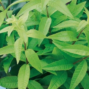 May include: A close-up shot of a lemon verbena plant, displaying bright green leaves and stems. The leaves have a textured surface and are arranged alternately along the stems. The plant is in focus, with a blurred background, highlighting the fresh, green foliage.
