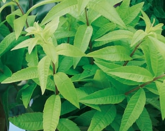 Lemon Verbena plant - Aromatic Herb Plant 9cm Pots
