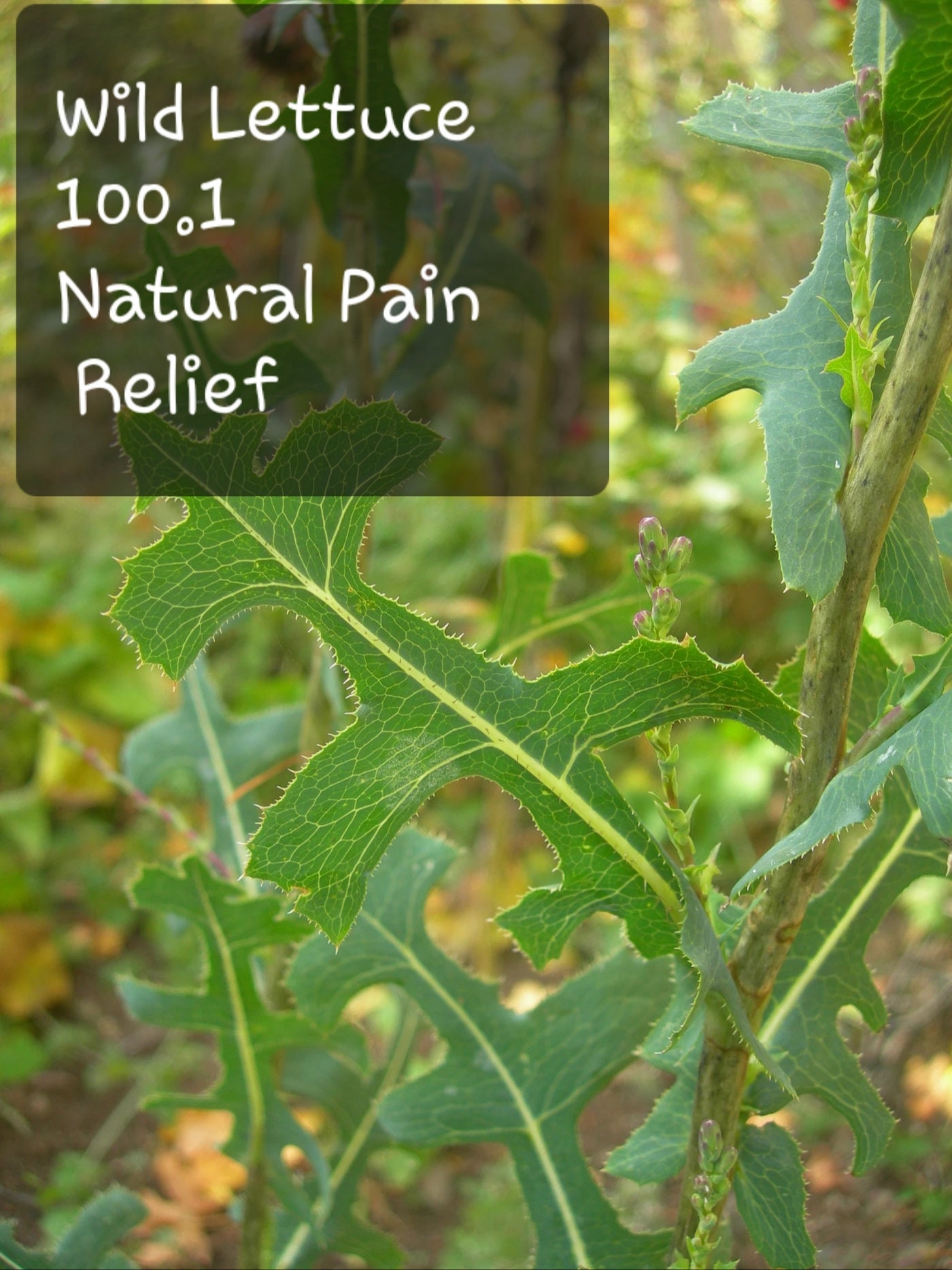 Wild Lettuce Extract Powder 100.1 Free sample with purchase Etsy