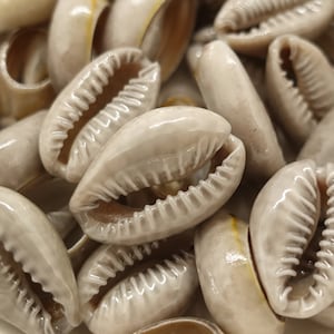 May include: A close-up of a pile of white cowrie shells. The shells are smooth and shiny, with a slight brown tint. They are arranged in a random pattern, with some shells overlapping others.