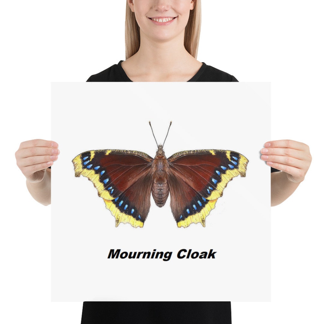 Mourning Cloak Butterfly Poster - Etsy