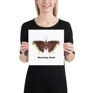 Mourning Cloak Butterfly Poster - Etsy